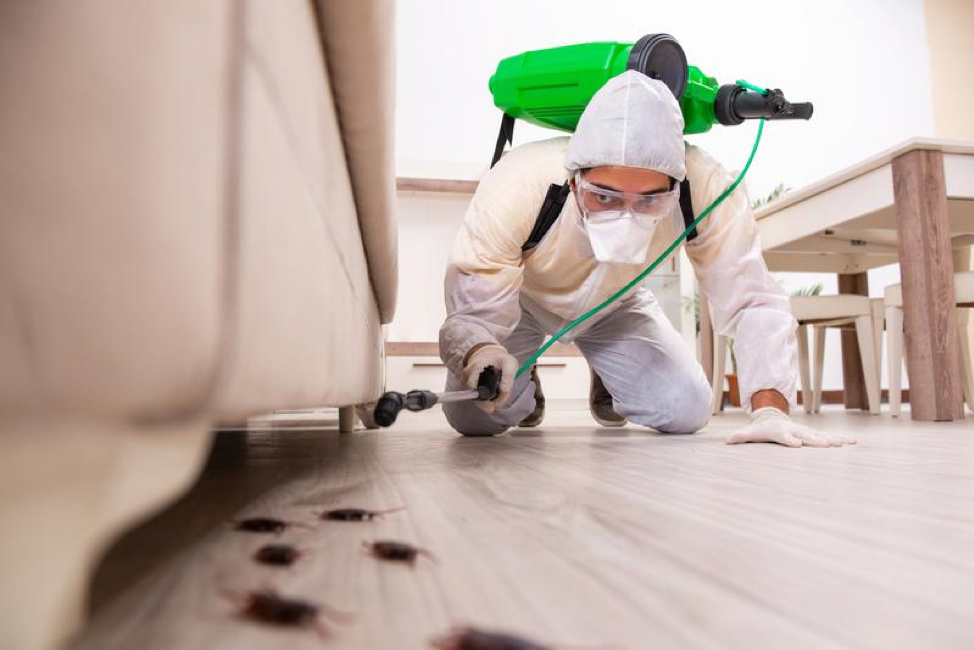 4 Pest Management Solutions for Commercial Properties
